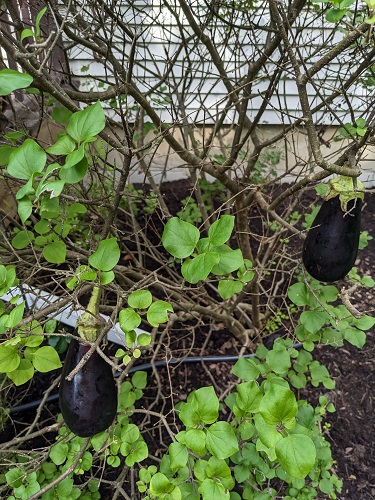 eggplant